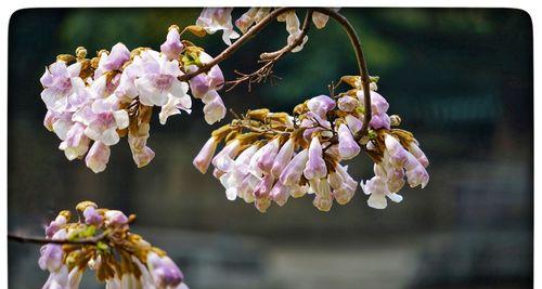 以泡桐花的花语和寓意（探索泡桐花的美丽象征）