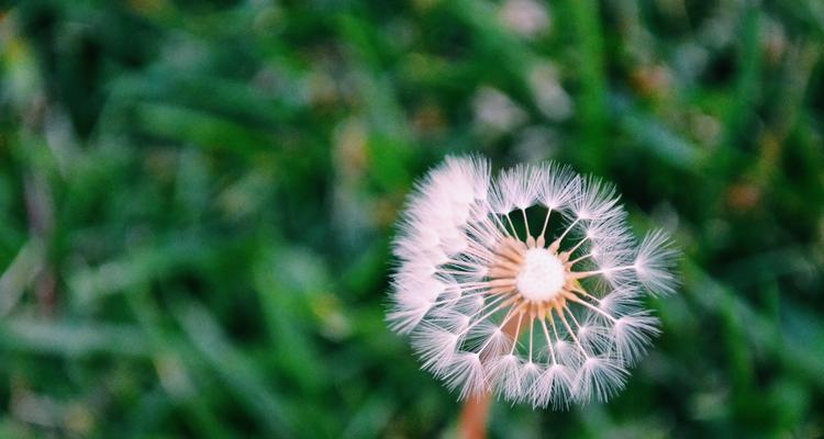 蒲公英的花语与传说（解读蒲公英的花语与古老传说）