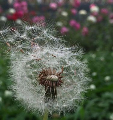 蒲公英花语（蒲公英花语的寓意及其在生活中的应用）