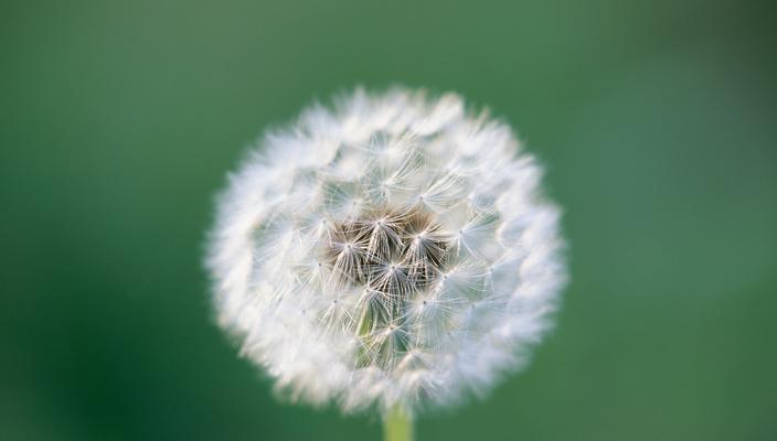 蒲公英的花语与寓意（蒲公英的美丽与希望）