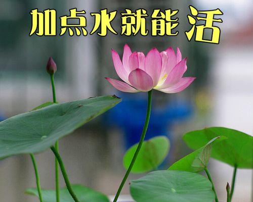 水培花卉怎么种植（水培花卉养护知识）