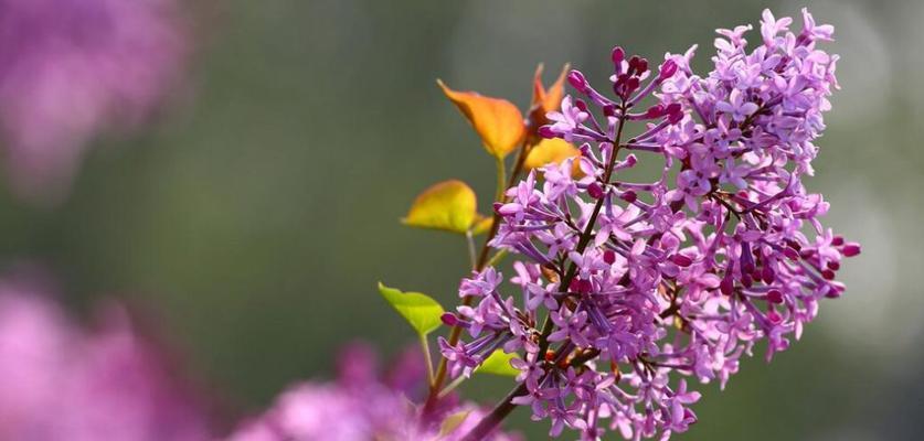 丁香花期有多长时间（描述丁香花开放时间）