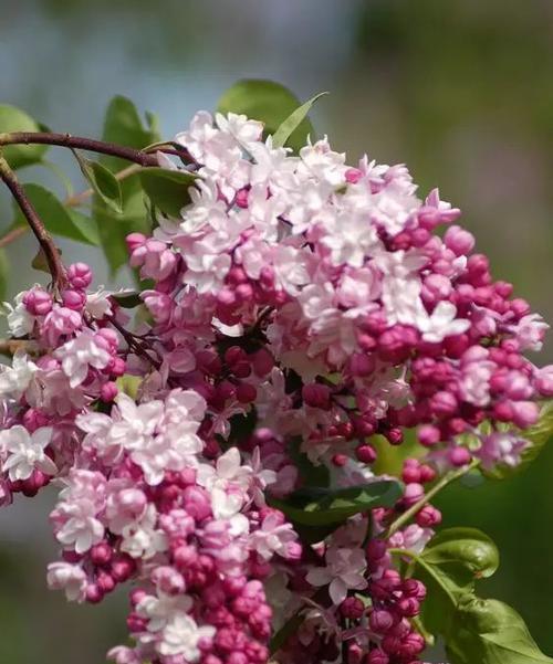 丁香花期有多长时间（描述丁香花开放时间）