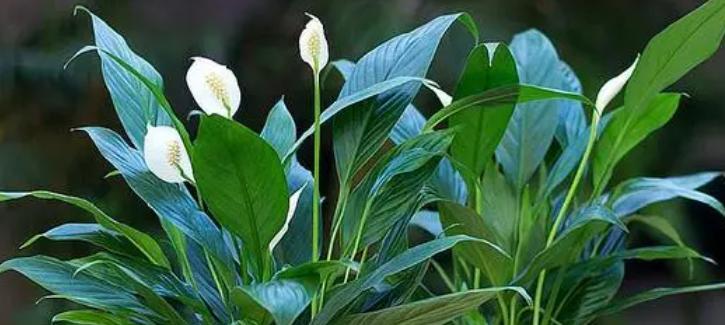 一帆风顺花怎么养（种植一帆风顺的妙招）