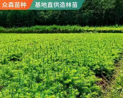 杉树种植技术与管理（关于杉树的栽培技术）