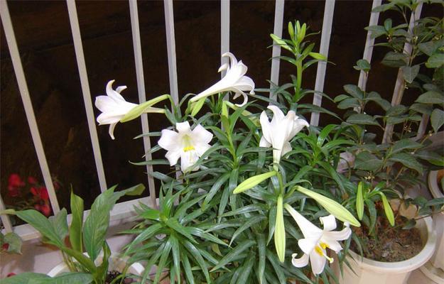 百合花期多长时间（关于百合的开花季节）