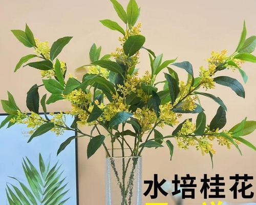 桂花怎么养殖方法（栽培桂花的注意事项）