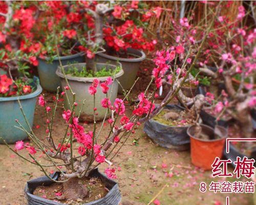 乌梅花是什么品种（关于乌梅的简介）