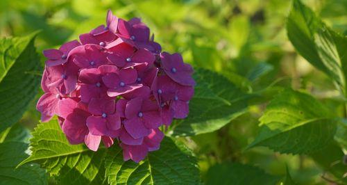 八仙花花期多长时间（有关八仙花的养护技巧）