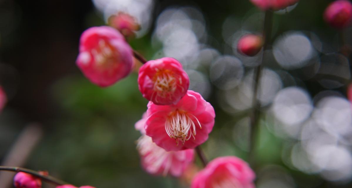 梅花什么时候开花哪个季节（关于梅花的花期时间）