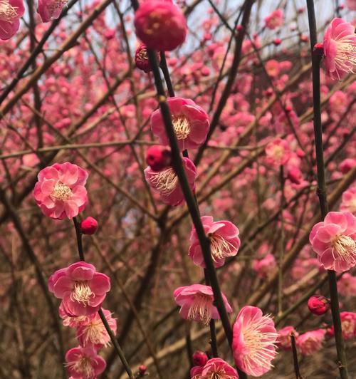 梅花什么时候开花哪个季节（关于梅花的花期时间）