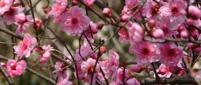 梅花什么时候开花哪个季节（关于梅花的花期时间）