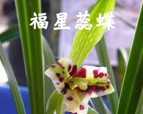 如何养兰花的小窍门（从新手到专家，教你轻松养护兰花）