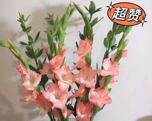 剑兰花怎么水养（剑兰水养的正确方法）