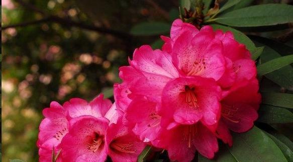 杜鹃花一年开几次花（关于杜鹃花花期简介）