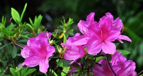 杜鹃花一年开几次花（关于杜鹃花花期简介）