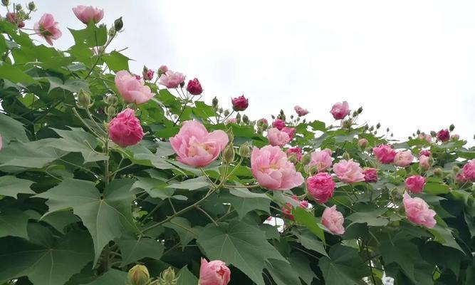 芙蓉花几月开花（观赏芙蓉花花期简介）