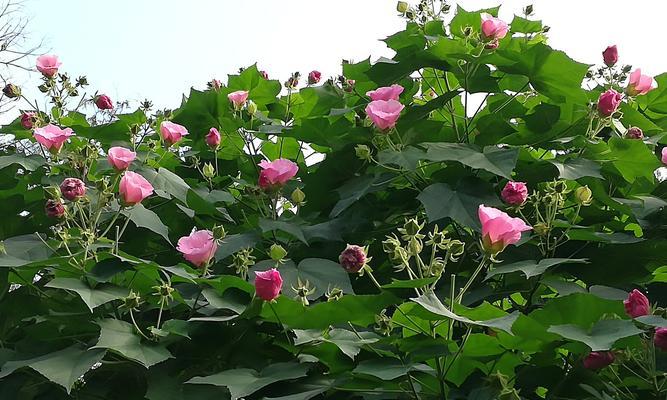 芙蓉花几月开花（观赏芙蓉花花期简介）