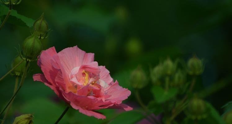 芙蓉花几月开花（观赏芙蓉花花期简介）