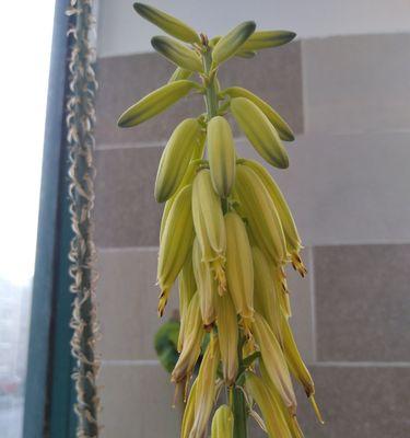 芦荟开花预示着什么好兆头（有关芦荟开花的寓意象征）