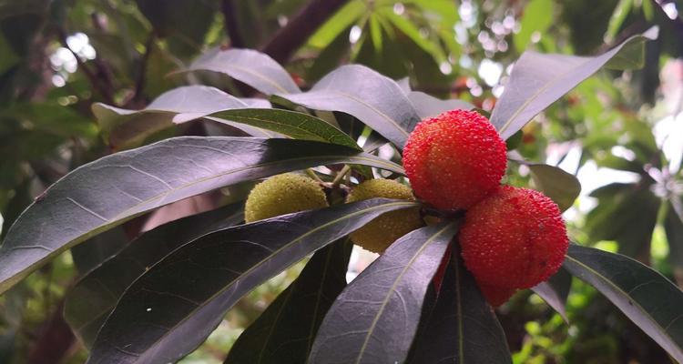 杨梅树什么季节种（详解杨梅树种植技术）