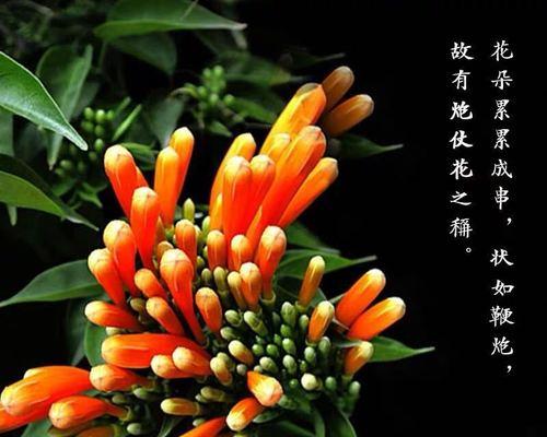 鞭炮花可以插杆种吗（炮仗花的扦插方法和时间）