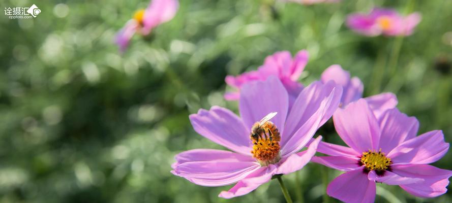 春天有什么花开了（盘点10种代表春天的花）