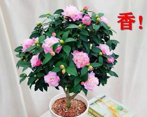 室内植物有哪些好养（适合长期放在室内的植物排名）