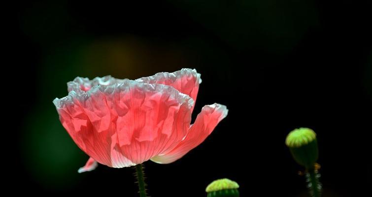 虞美人花期多长时间（虞美人的种植方法和管理）