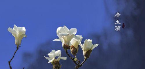 缘起花开（相逢的花语与意义）