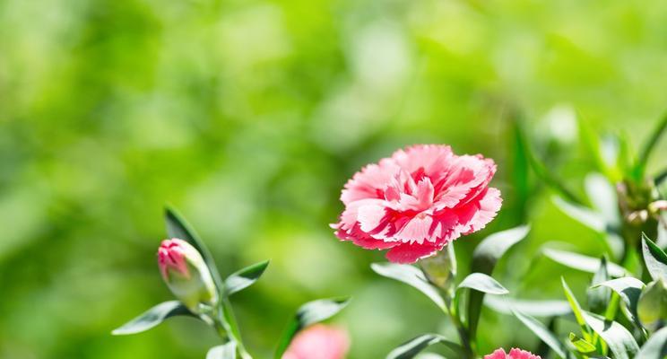 以百合花为主题的花语——思念（百合花花语解读及表达思念的方式）