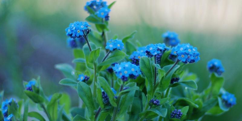 思念之花（百合花的花语及其在思念中的象征意义）