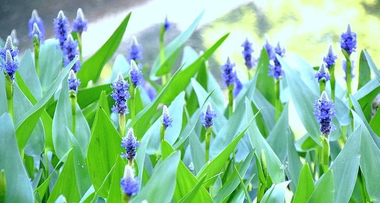 想念你，花语永恒（以何种花的花语来表达深深的思念之情）