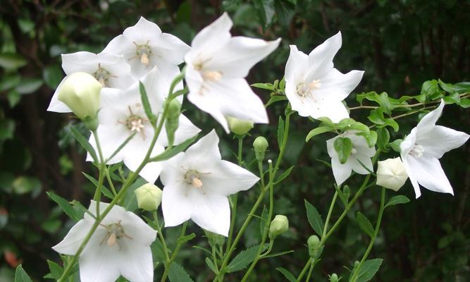 羞涩之花（以迎春花为主题的羞涩花语及其象征的含义）