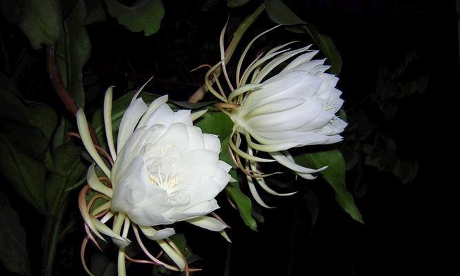 虚幻世界中的花语探索（以仙客来花为例的虚幻花语解读）