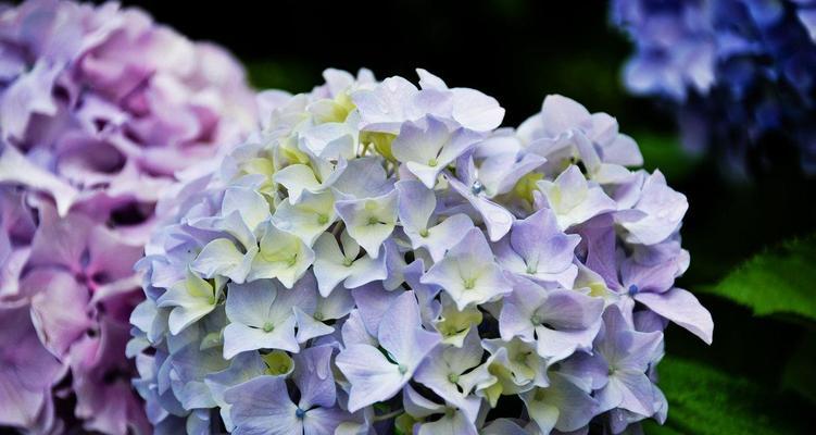 永恒之美——玫瑰花的花语（探寻玫瑰花语中的永恒秘密）