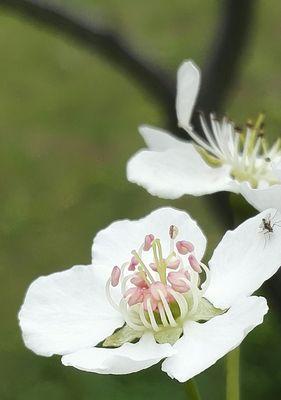 再见的花语——以紫色风信子为主题的告别之花（紫色风信子）