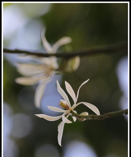 挚友花语（探寻百合花语）