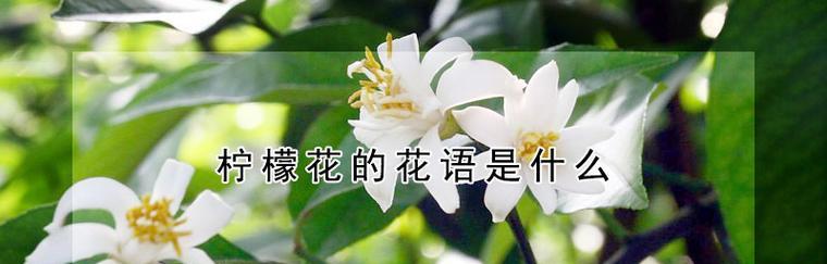 重生的花语——以莲花为主题的文章（以莲花为象征的花语揭示生命重生的哲理）