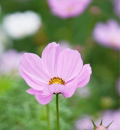 以百合花的花语为主题的文章（百合花的花语与主角形象的契合与冲突）