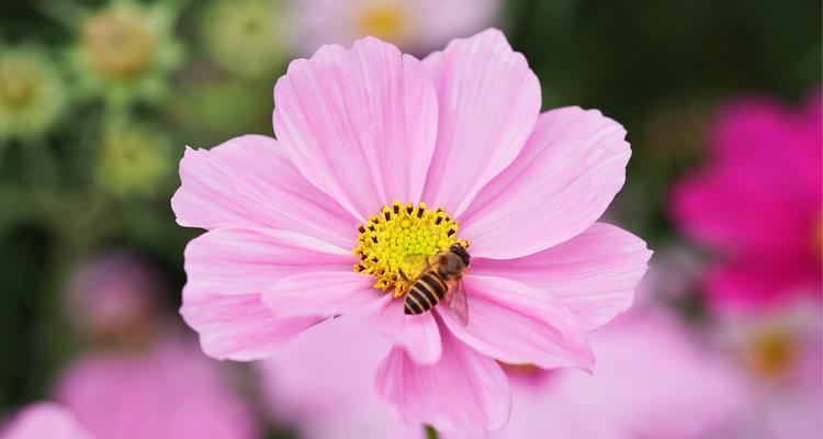 以百合花的花语为主题的文章（百合花的花语与主角形象的契合与冲突）