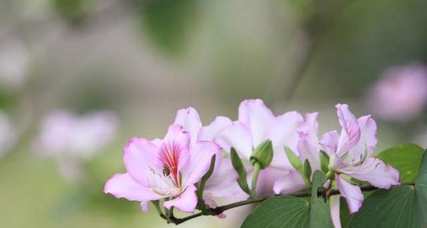 以百合花的花语为主题的尊重之道（传递尊重的鲜花语言）