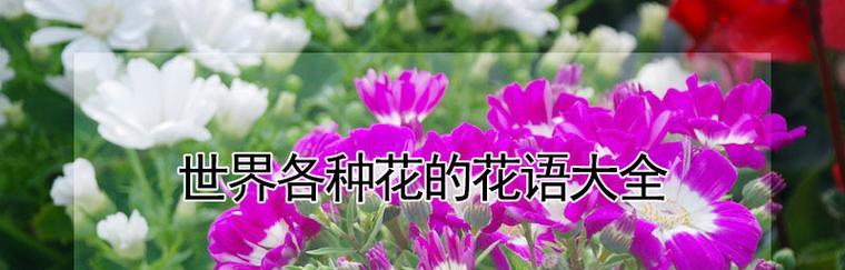 忏悔之花-白色郁金香的花语（白色郁金香）