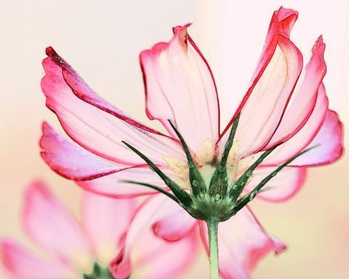 《聆听的花语》（探寻自然之音）