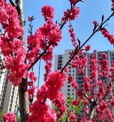 桃花的花语与寓意（桃花花语的象征含义解读及其文化意义）