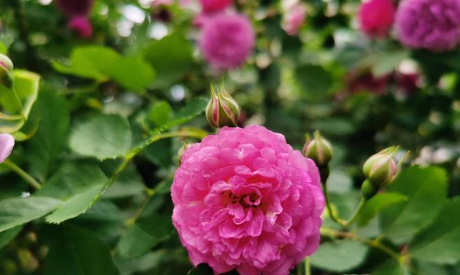 威海市花——郁金香，寓意与美丽繁荣