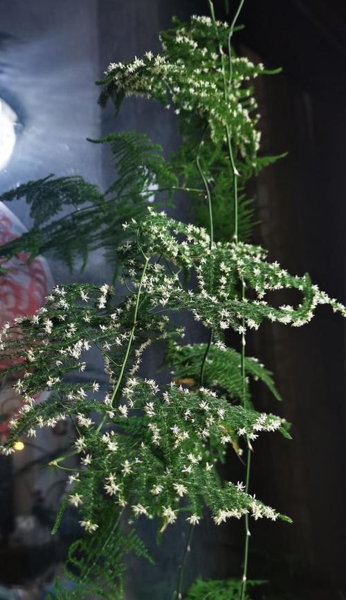 文竹花开的时节与寓意（探秘文竹花开的奥秘）