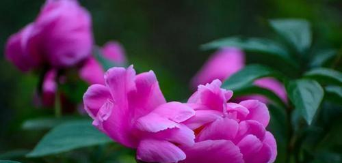 乌鲁木齐的市花——迎春花，寓意繁荣与希望（解读乌鲁木齐市花的象征意义）