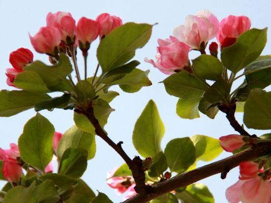 以西府海棠——花开花落的寓意与花语（唤醒心灵的花朵）