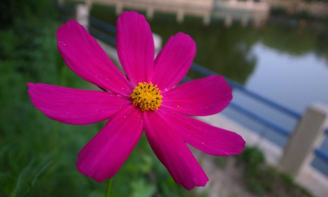 鲜花的象征意义及代表的含义（美丽绽放的语言——鲜花的象征意义）